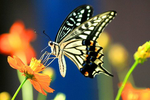 梦见蝴蝶在花丛里飞舞