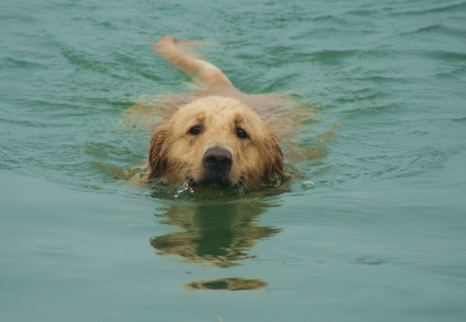 梦见小狗游泳